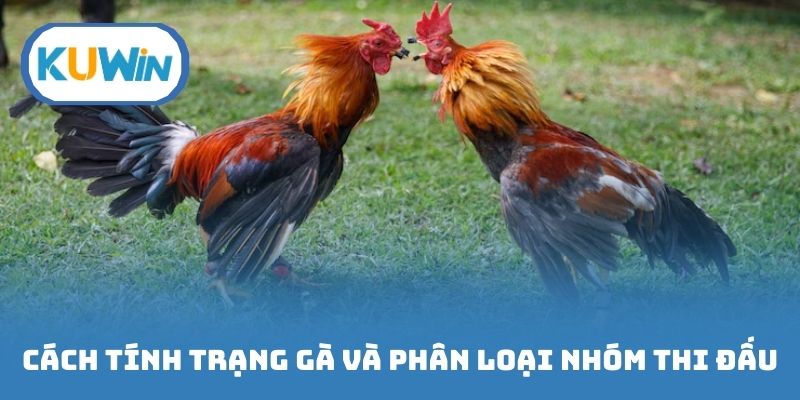 Cách tính trạng gà và phân loại các nhóm thi đấu