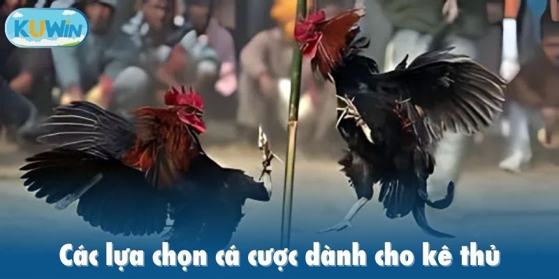 Các lựa chọn cá cược dành cho kê thủ