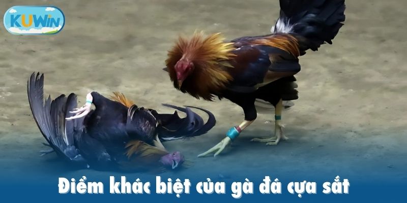 Điểm khác biệt của gà đá cựa sắt