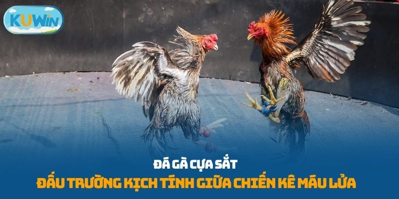 đá gà cựa sắt