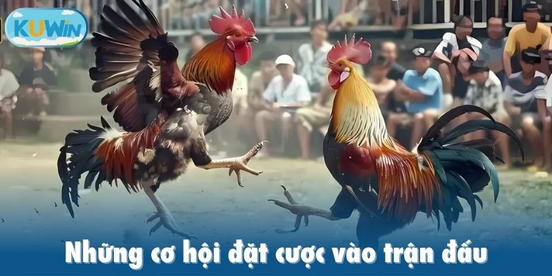 Những cơ hội đặt cược vào trận đấu
