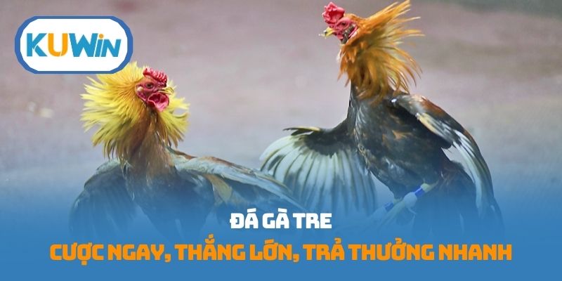 đá gà tre