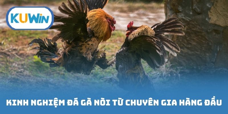 Kinh nghiệm đá gà nòi từ các chuyên gia hàng đầu của thương hiệu