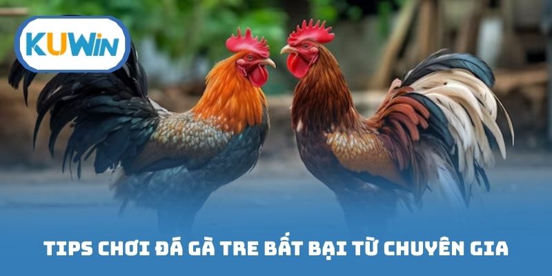 Tips chơi đá gà tre bất bại từ chuyên gia