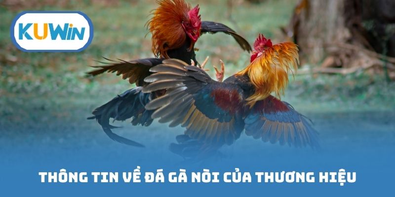 Thông tin về sân chơi đá gà nòi của thương hiệu chúng tôi
