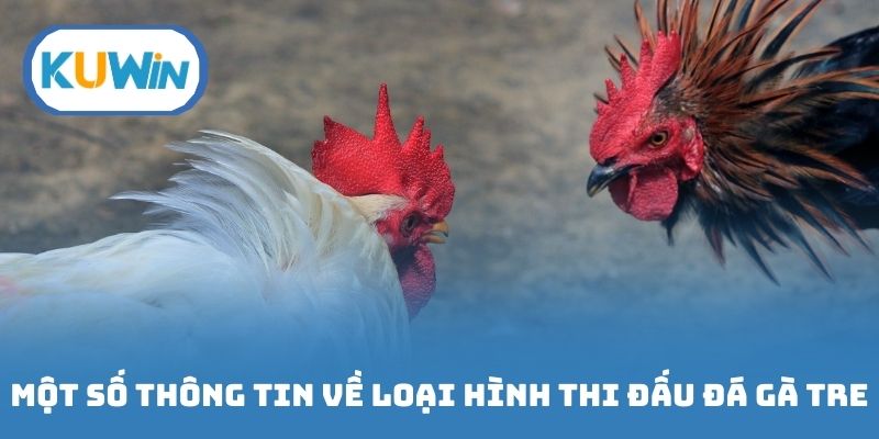 Một số thông tin cơ bản về loại hình thi đấu đá gà tre